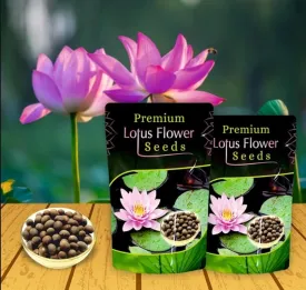 Japanese Bonsai Multicolour Lotus Seeds - Buy 1 Packet Get 1 Packet FREE